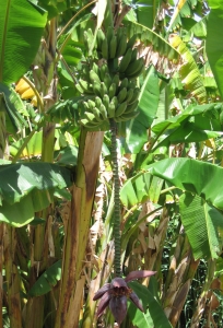 Banana Plant 1338275 M