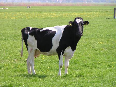 Cow