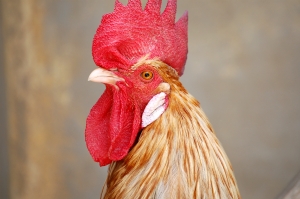 Rooster 1 1250366 M