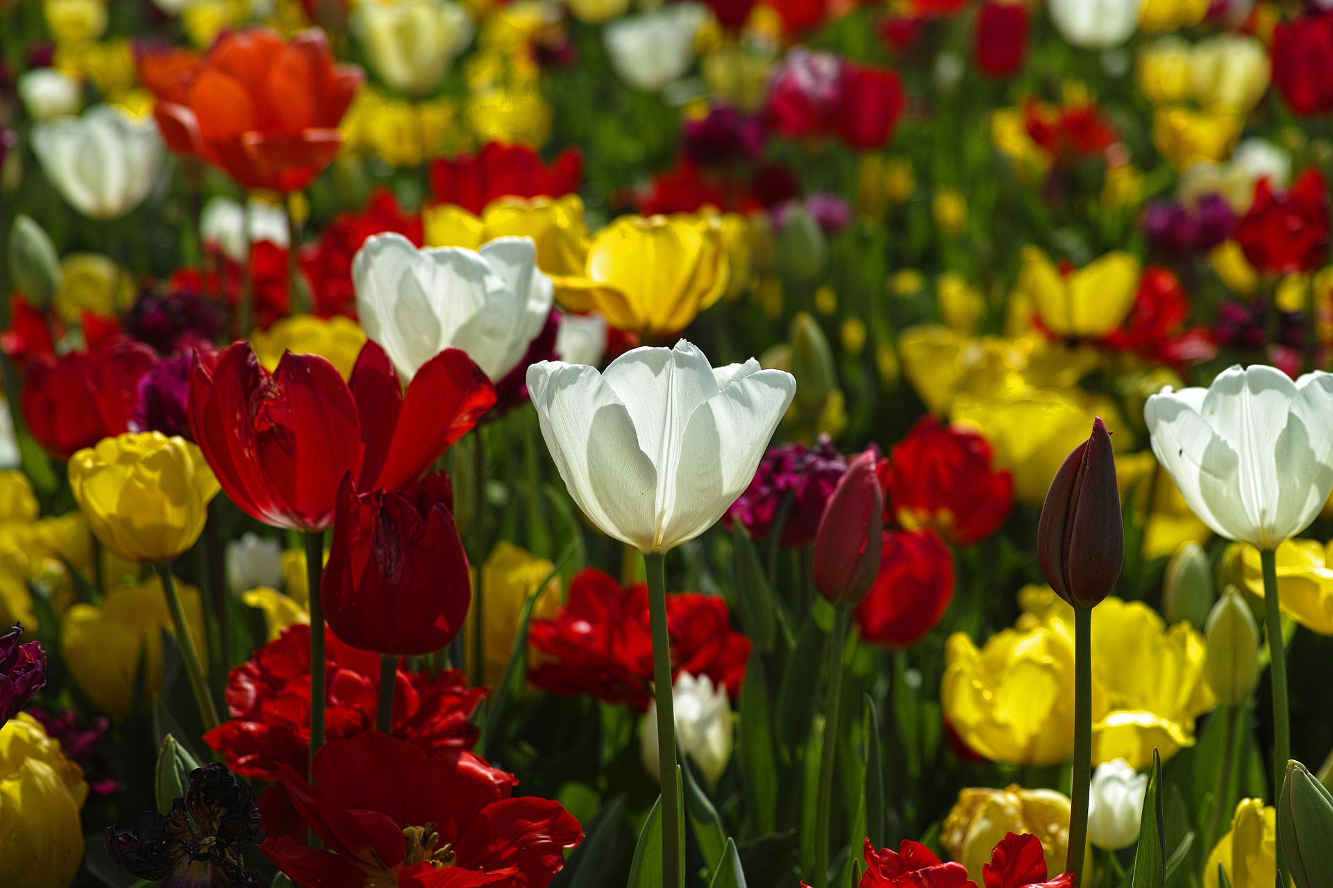Tulips 1511854 1920