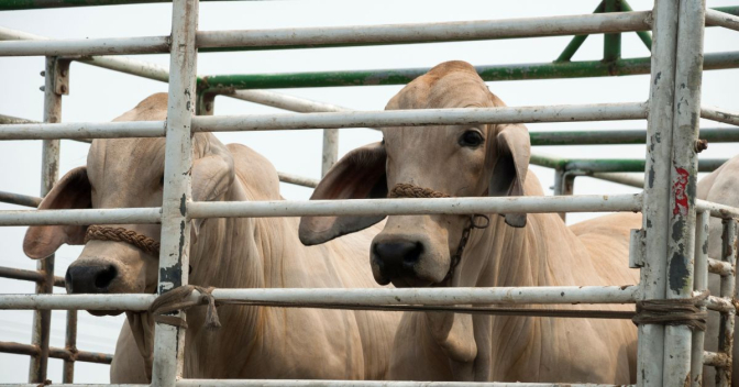 2dc4f7882e74861b4dce0179f92d59d3 L