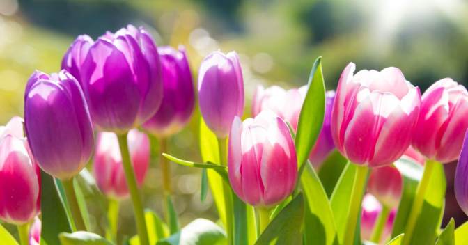 A95fca6ecd0eb0a209114886542d95a2 L