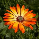 Dc10d61f0bc8764809e5a9fa775a142a Generic